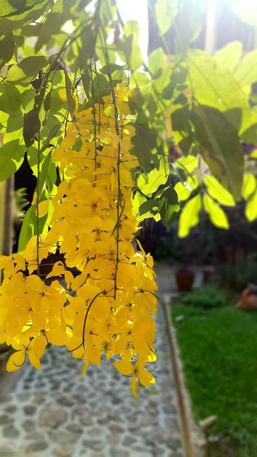 Villa Del Angel Ajijic Exteriér fotografie